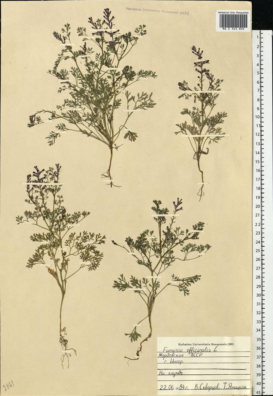 Fumaria officinalis L., Eastern Europe, Middle Volga region (E8) (Russia)