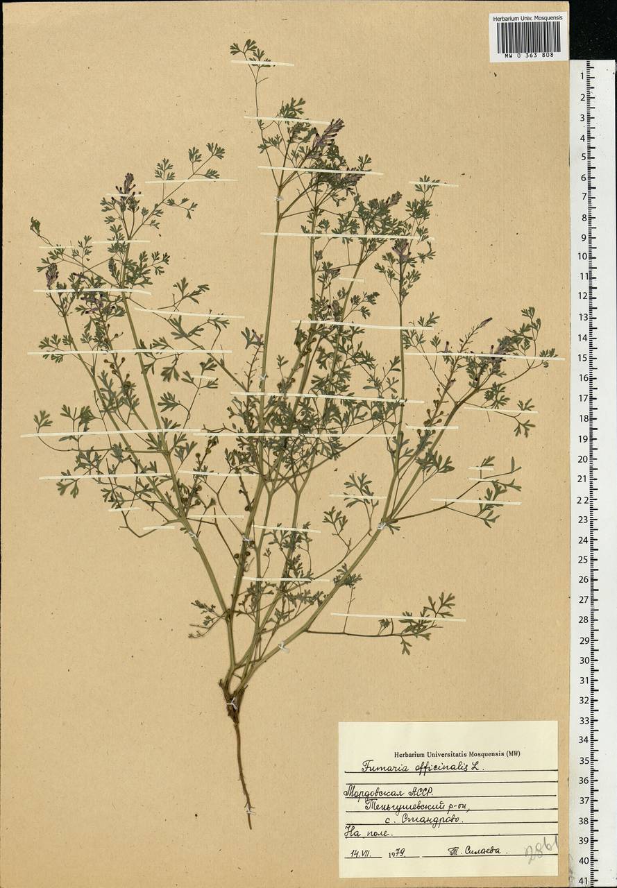 Fumaria officinalis L., Eastern Europe, Middle Volga region (E8) (Russia)