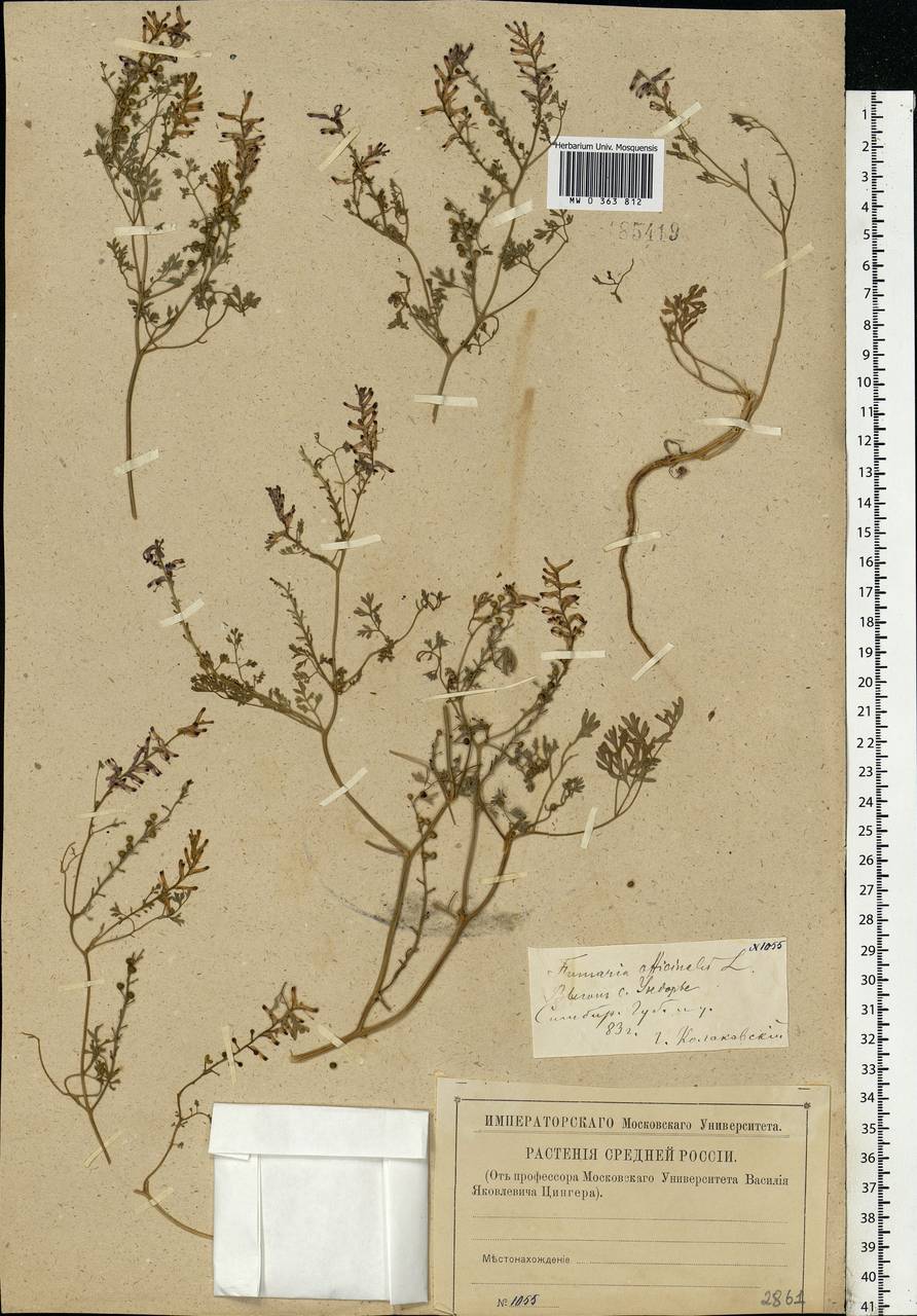Fumaria officinalis L., Eastern Europe, Middle Volga region (E8) (Russia)
