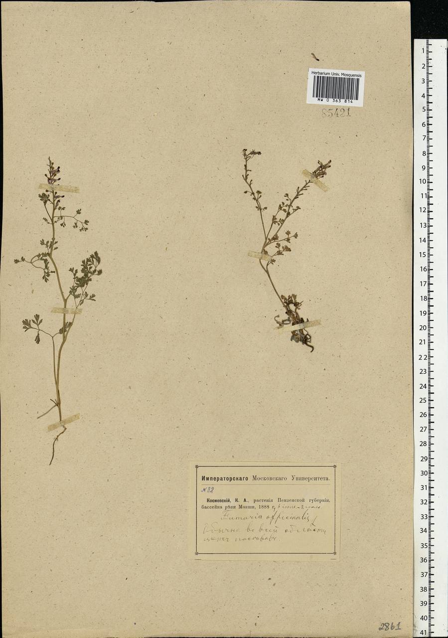 Fumaria officinalis L., Eastern Europe, Middle Volga region (E8) (Russia)