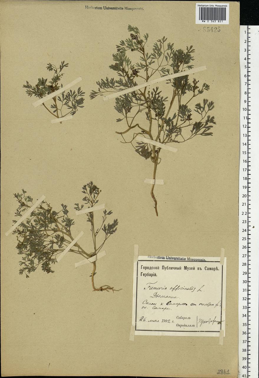 Fumaria officinalis L., Eastern Europe, Middle Volga region (E8) (Russia)