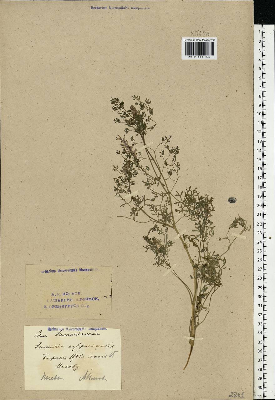 Fumaria officinalis L., Eastern Europe, Eastern region (E10) (Russia)