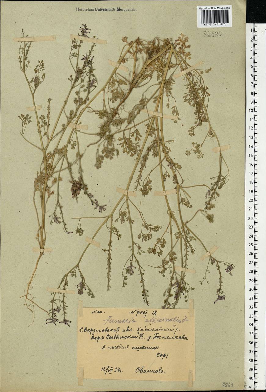 Fumaria officinalis L., Eastern Europe, Eastern region (E10) (Russia)