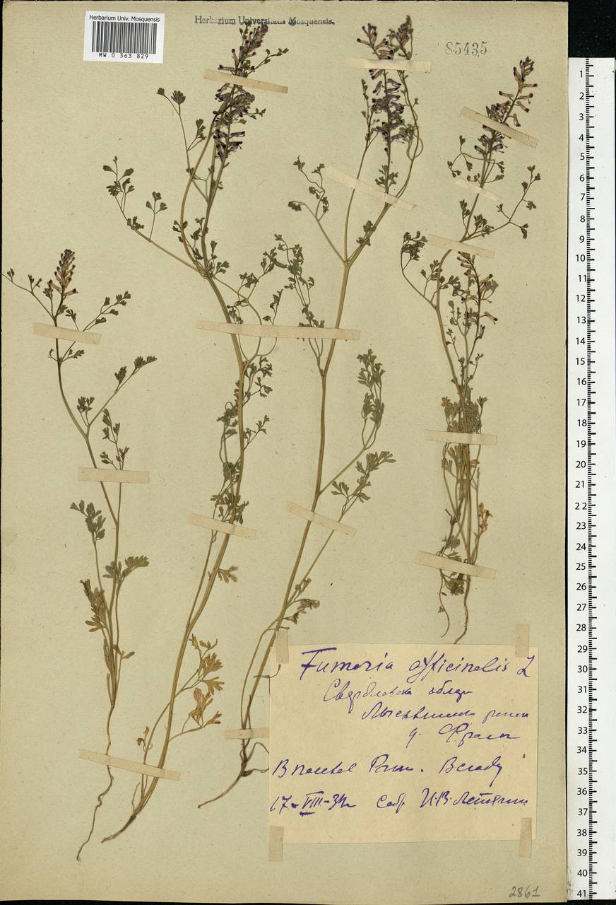 Fumaria officinalis L., Eastern Europe, Eastern region (E10) (Russia)