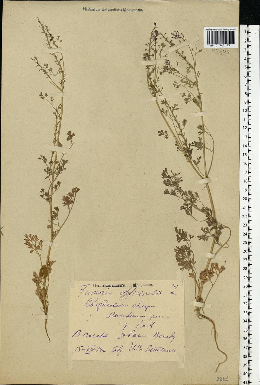 Fumaria officinalis L., Eastern Europe, Eastern region (E10) (Russia)