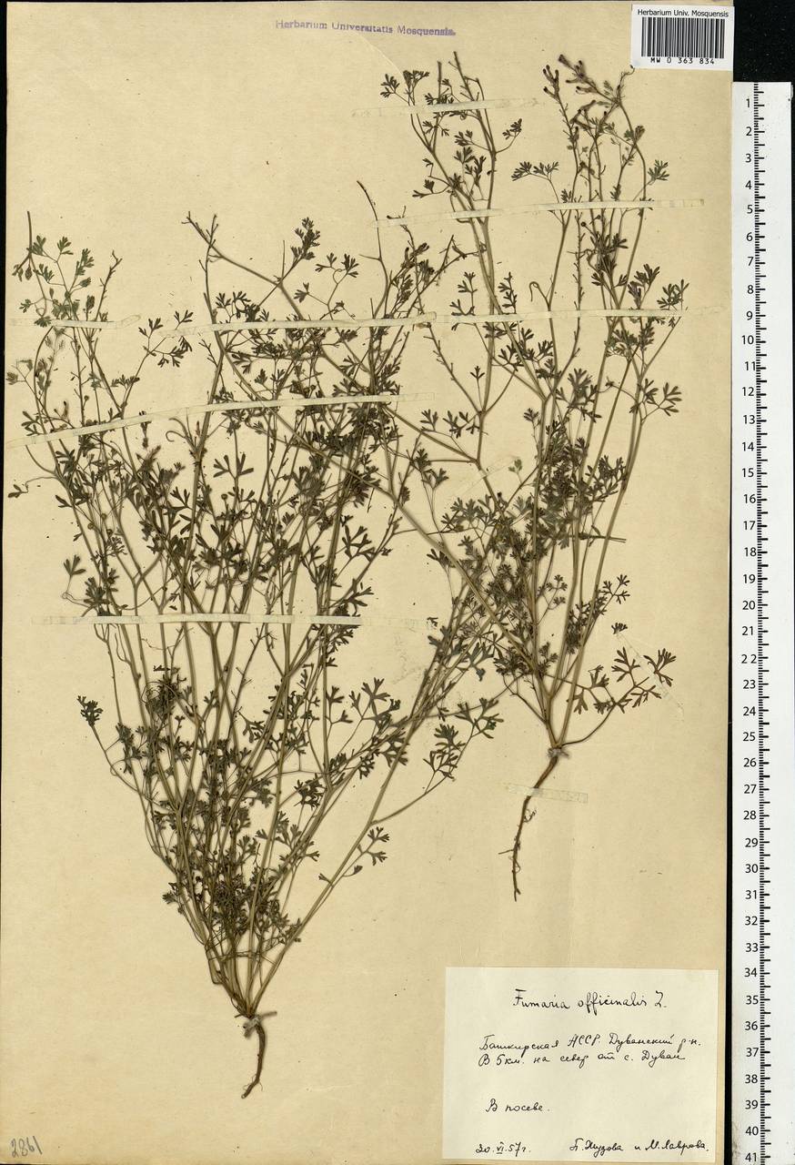 Fumaria officinalis L., Eastern Europe, Eastern region (E10) (Russia)