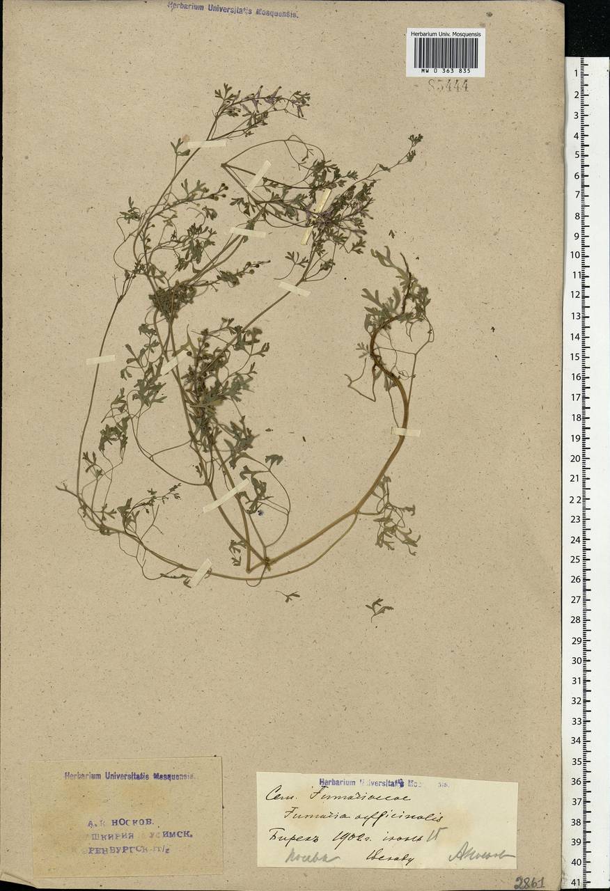 Fumaria officinalis L., Eastern Europe, Eastern region (E10) (Russia)