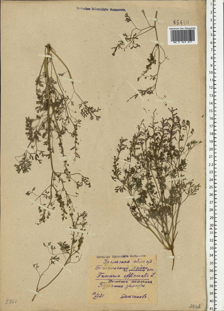 Fumaria officinalis L., Eastern Europe, Eastern region (E10) (Russia)