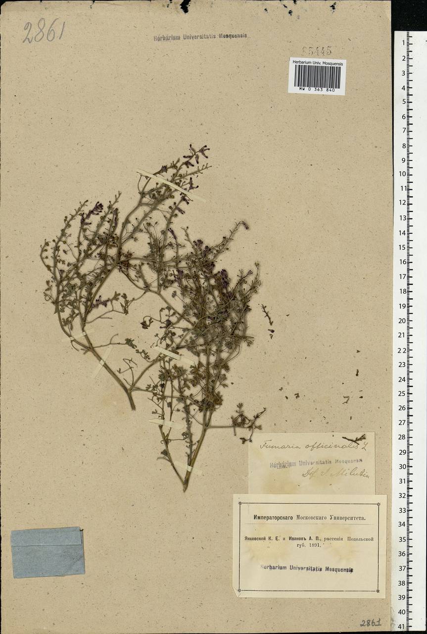 Fumaria officinalis L., Eastern Europe, South Ukrainian region (E12) (Ukraine)