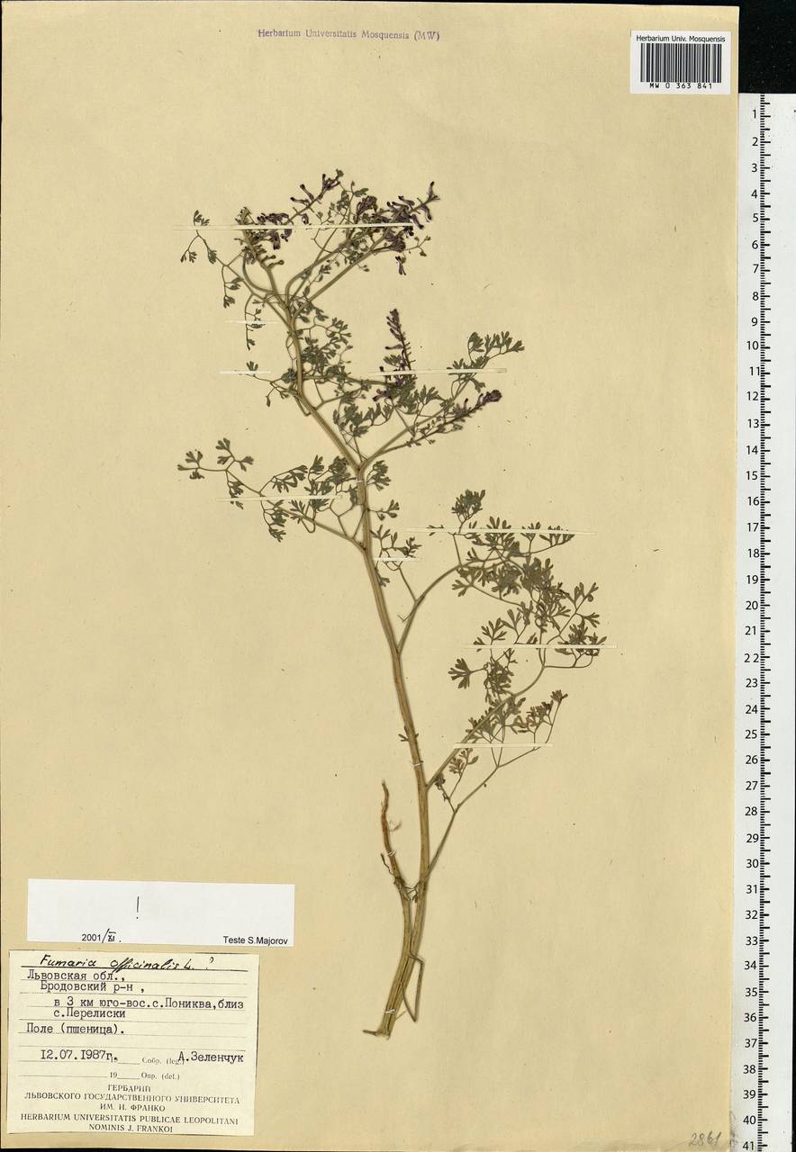 Fumaria officinalis L., Eastern Europe, West Ukrainian region (E13) (Ukraine)