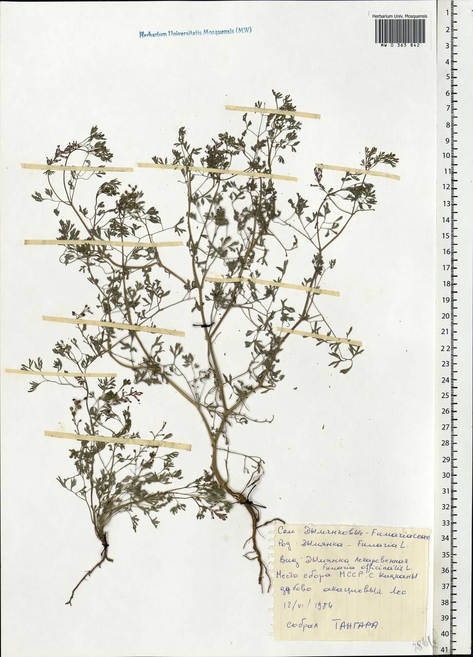 Fumaria officinalis L., Eastern Europe, Moldova (E13a) (Moldova)