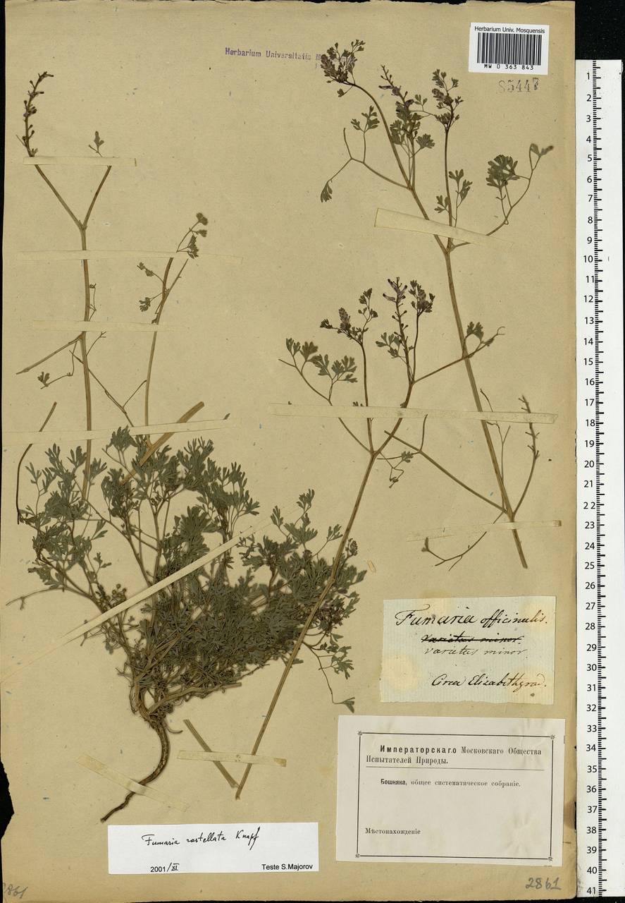 Fumaria rostellata Knaf, Eastern Europe, South Ukrainian region (E12) (Ukraine)