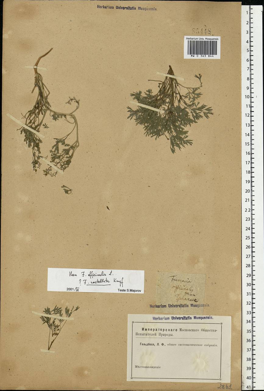 Fumaria rostellata Knaf, Eastern Europe, Rostov Oblast (E12a) (Russia)