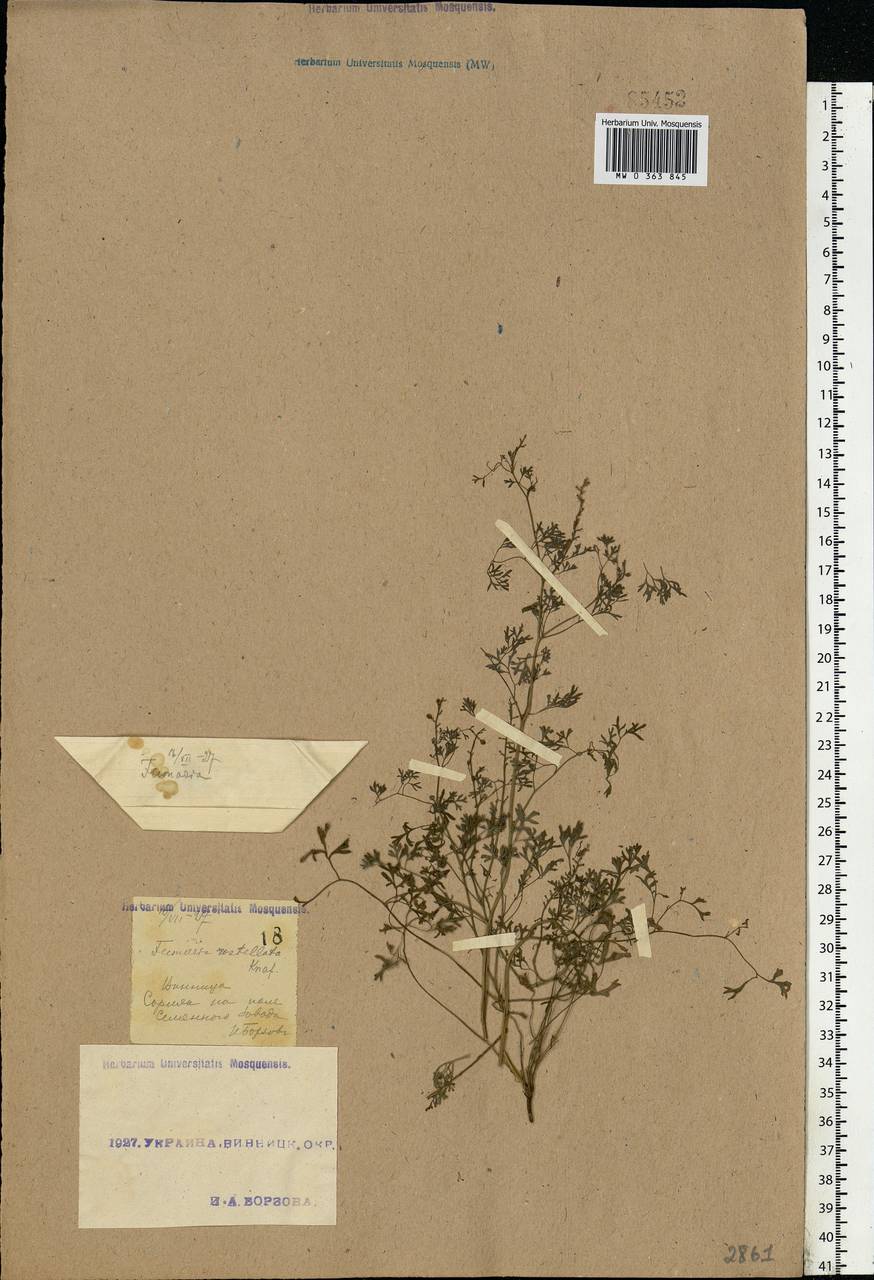 Fumaria rostellata Knaf, Eastern Europe, South Ukrainian region (E12) (Ukraine)