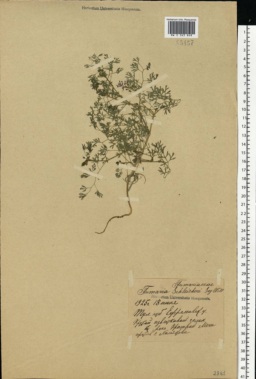 Fumaria schleicheri Soy.-Will., Eastern Europe, Central region (E4) (Russia)