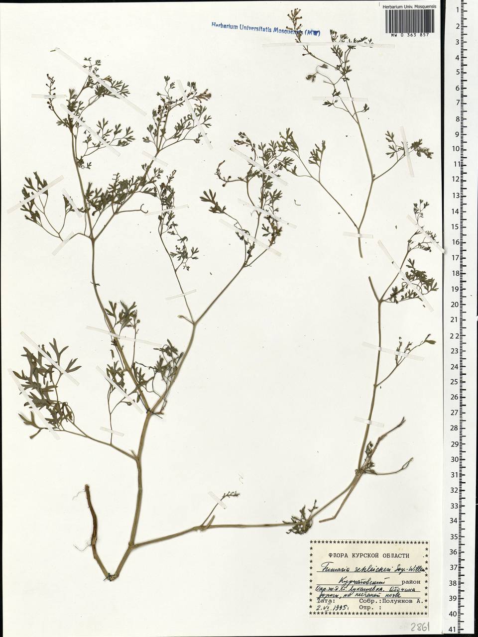 Fumaria schleicheri Soy.-Will., Eastern Europe, Central forest-and-steppe region (E6) (Russia)