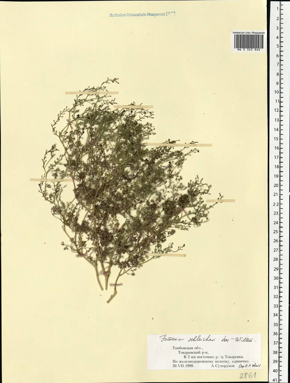 Fumaria schleicheri Soy.-Will., Eastern Europe, Central forest-and-steppe region (E6) (Russia)