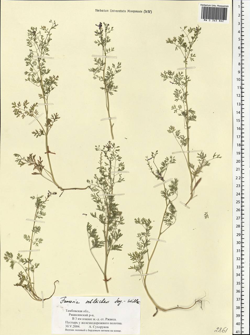 Fumaria schleicheri Soy.-Will., Eastern Europe, Central forest-and-steppe region (E6) (Russia)