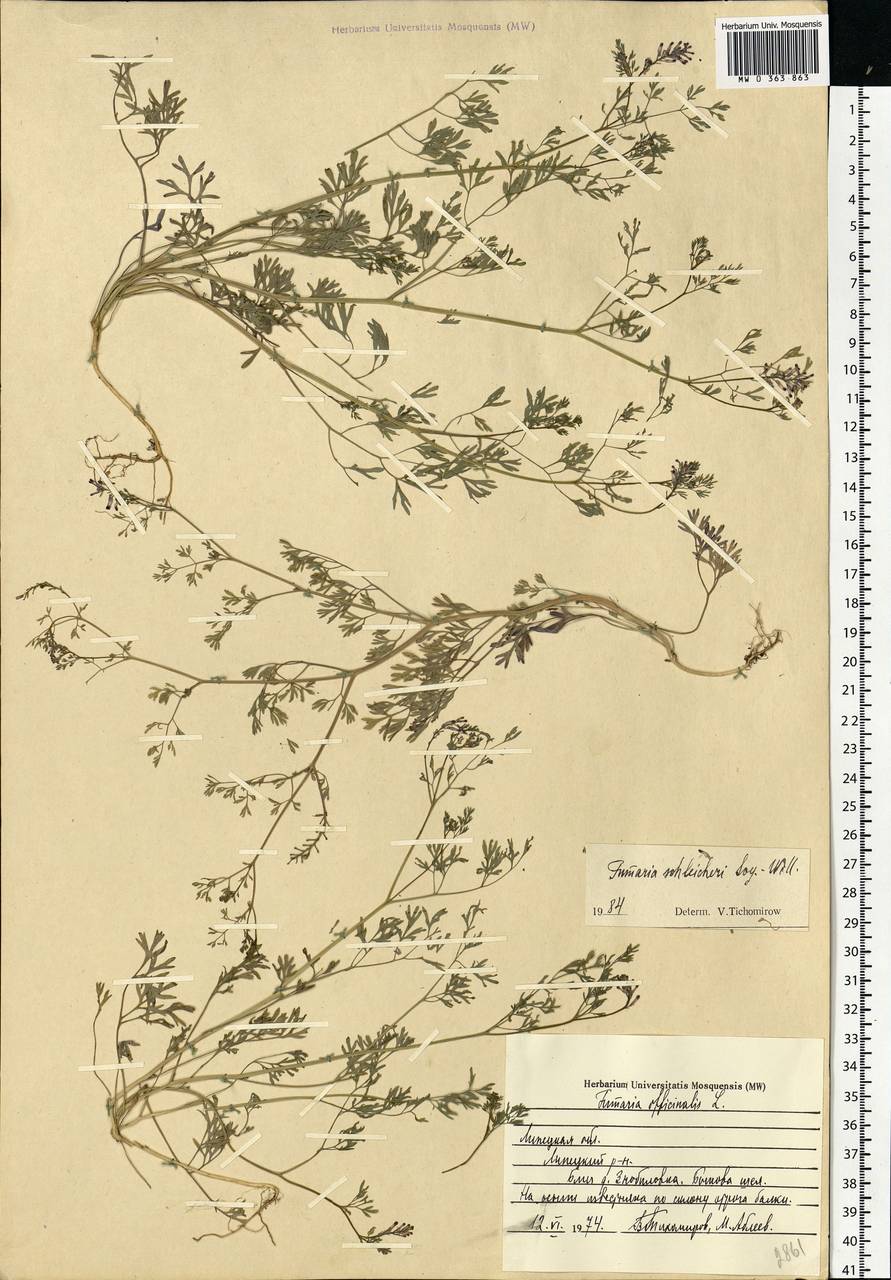 Fumaria schleicheri Soy.-Will., Eastern Europe, Central forest-and-steppe region (E6) (Russia)