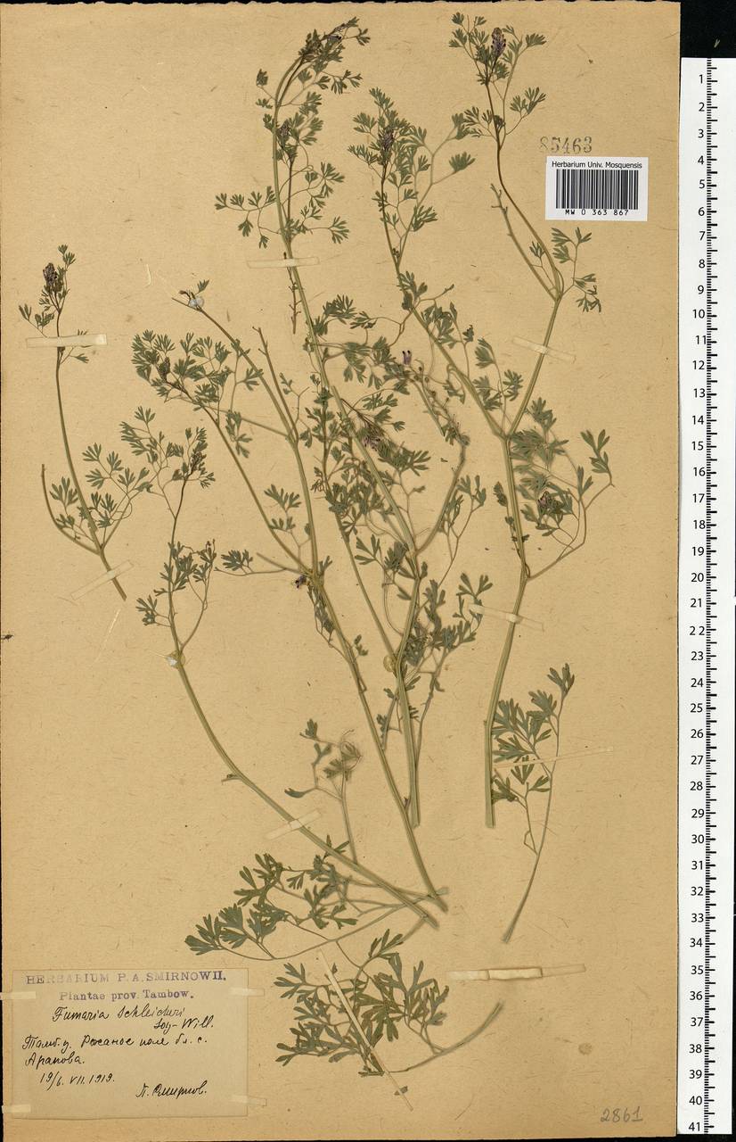 Fumaria schleicheri Soy.-Will., Eastern Europe, Central forest-and-steppe region (E6) (Russia)