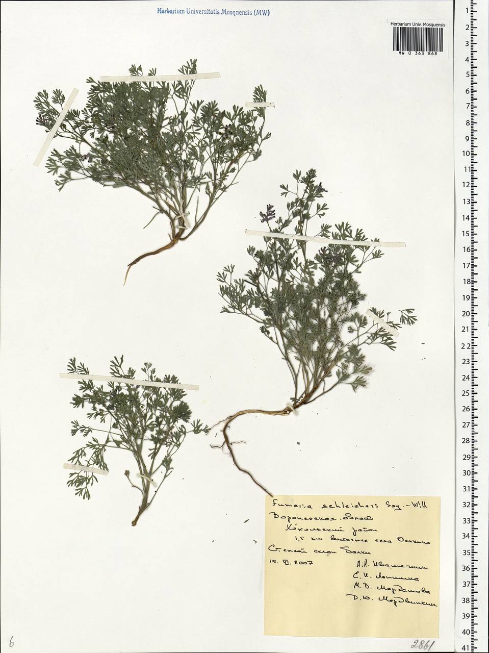Fumaria schleicheri Soy.-Will., Eastern Europe, Central forest-and-steppe region (E6) (Russia)