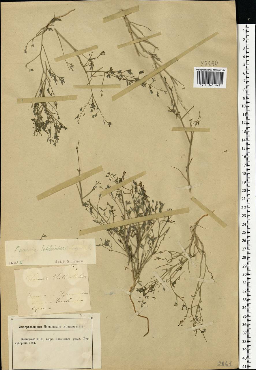 Fumaria schleicheri Soy.-Will., Eastern Europe, Central forest-and-steppe region (E6) (Russia)