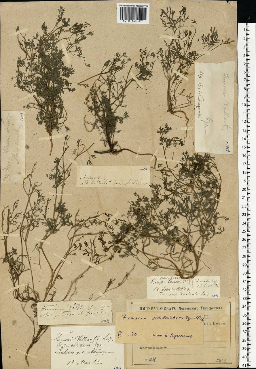 Fumaria schleicheri Soy.-Will., Eastern Europe, Central forest-and-steppe region (E6) (Russia)