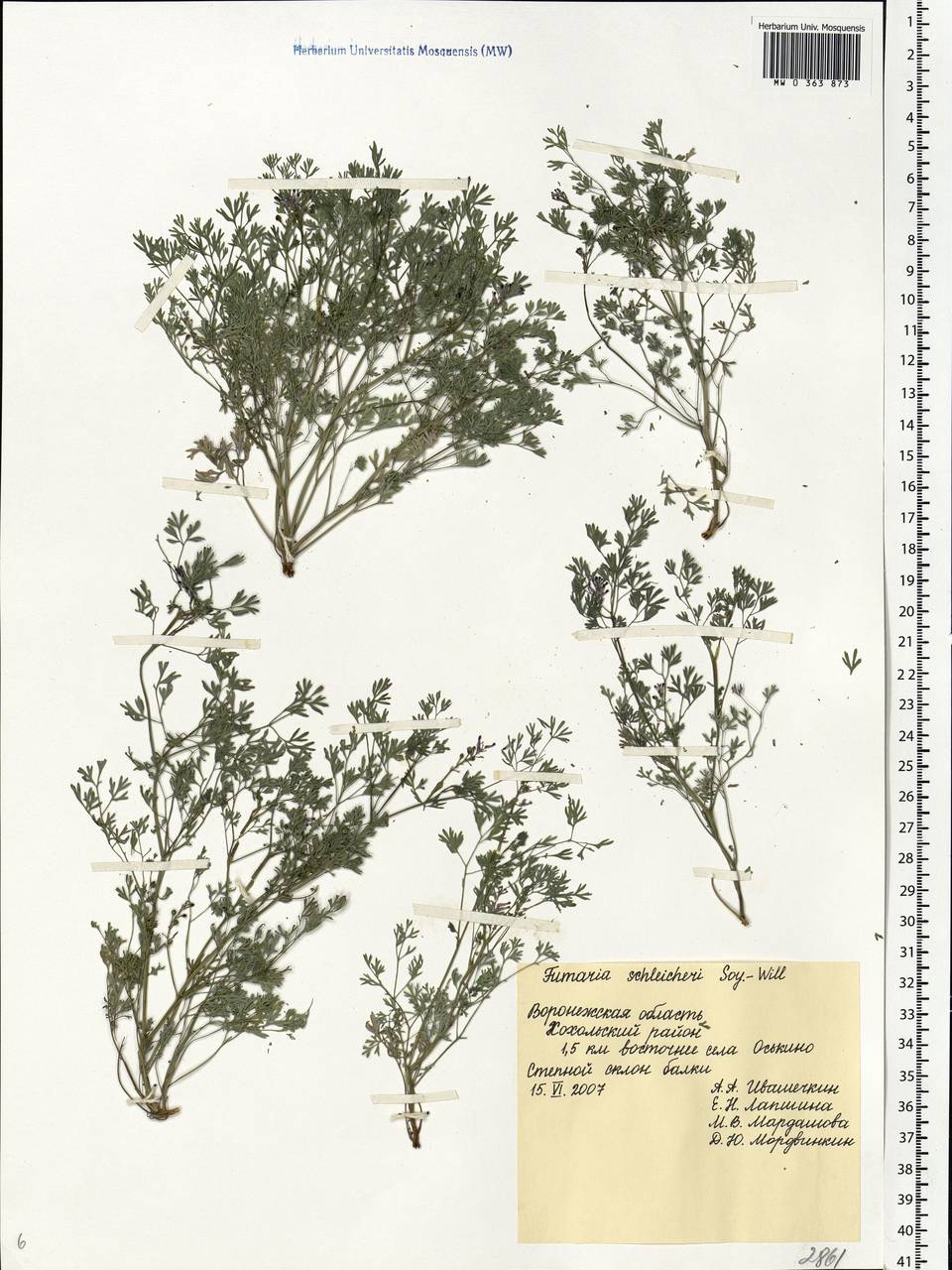 Fumaria schleicheri Soy.-Will., Eastern Europe, Central forest-and-steppe region (E6) (Russia)