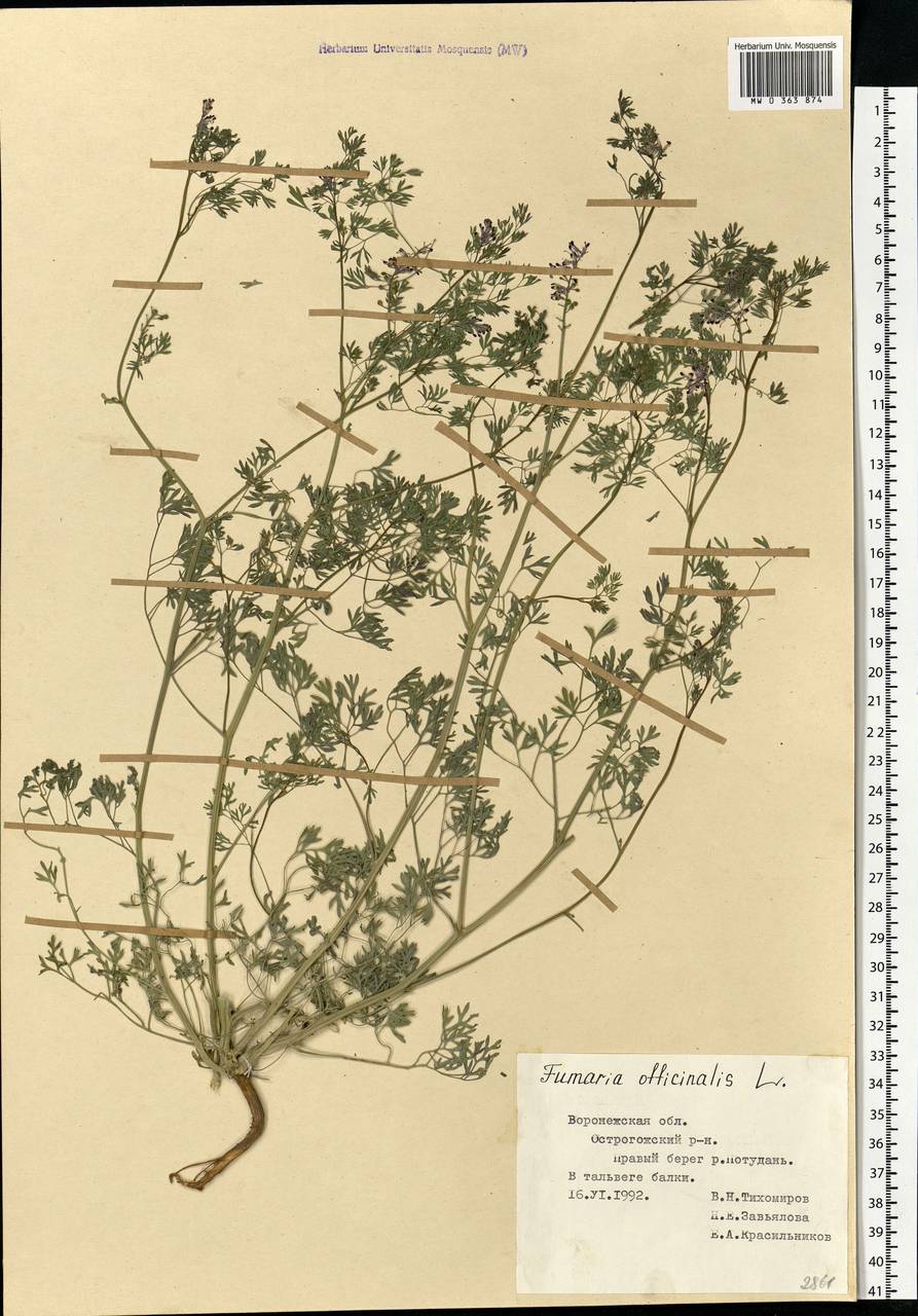 Fumaria schleicheri Soy.-Will., Eastern Europe, Central forest-and-steppe region (E6) (Russia)