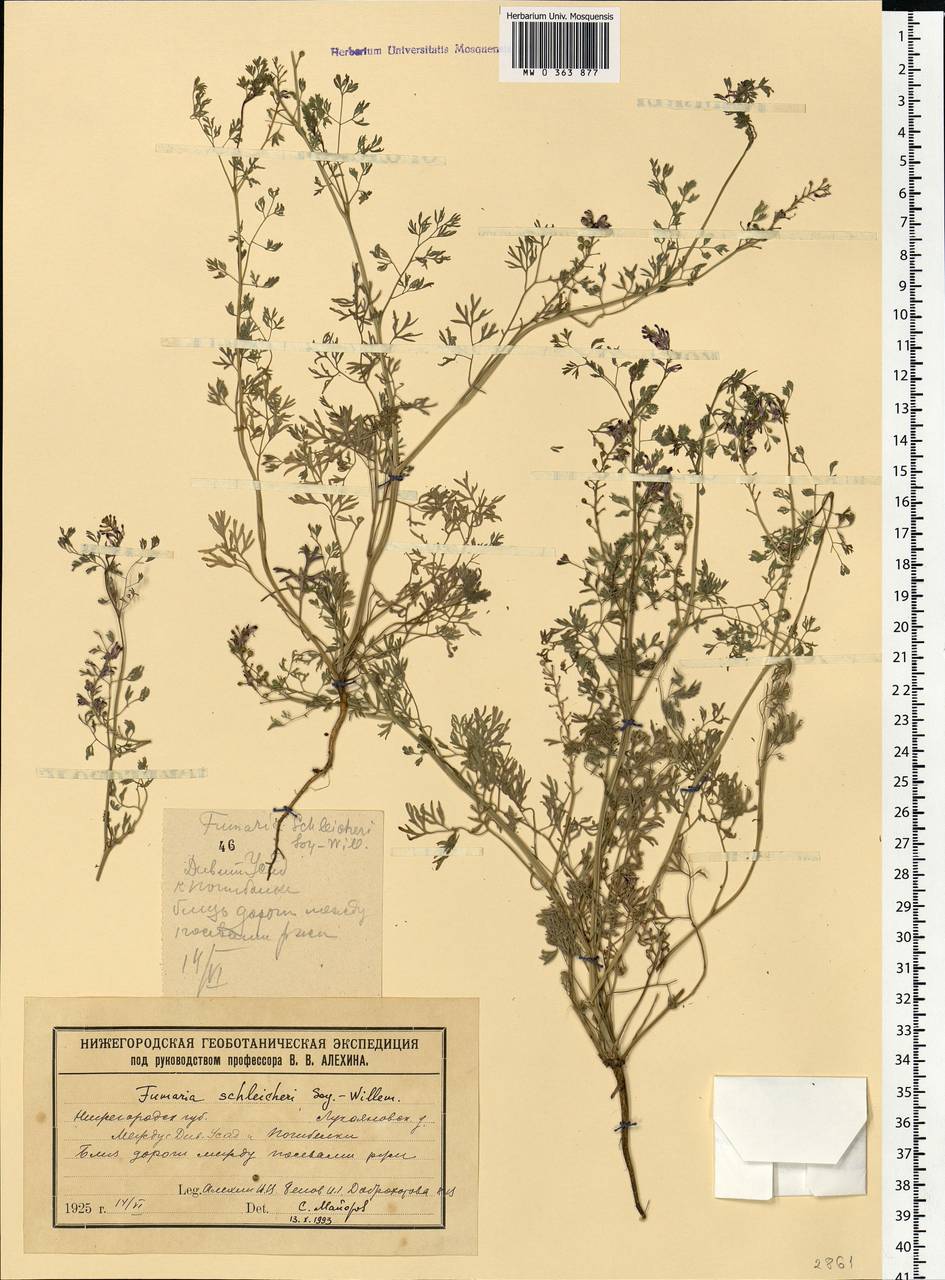 Fumaria schleicheri Soy.-Will., Eastern Europe, Volga-Kama region (E7) (Russia)