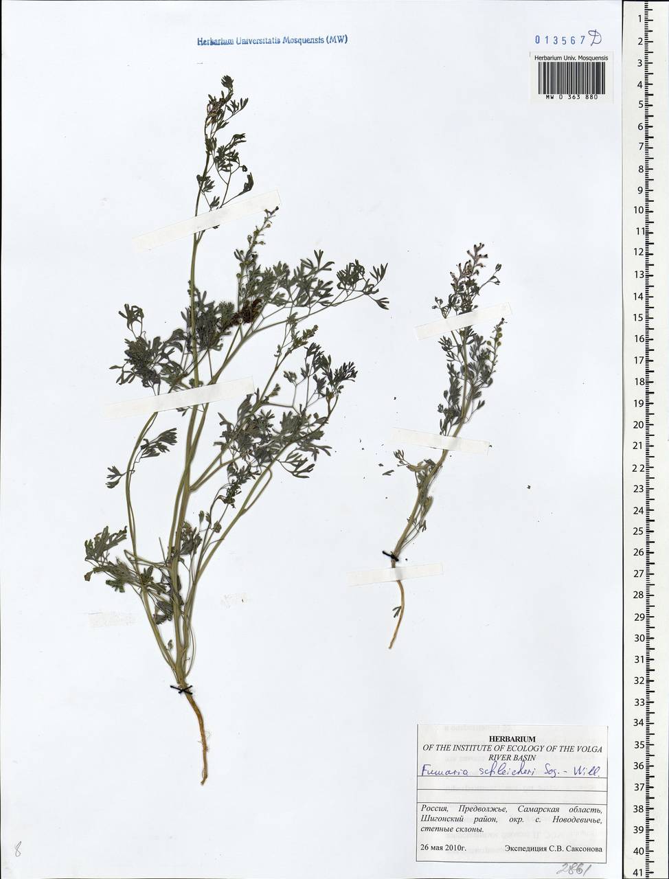 Fumaria schleicheri Soy.-Will., Eastern Europe, Middle Volga region (E8) (Russia)