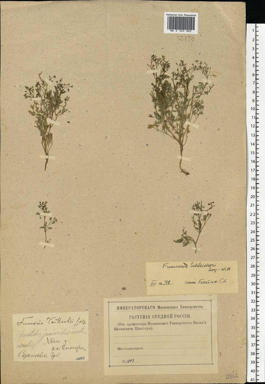 Fumaria schleicheri Soy.-Will., Eastern Europe, Middle Volga region (E8) (Russia)