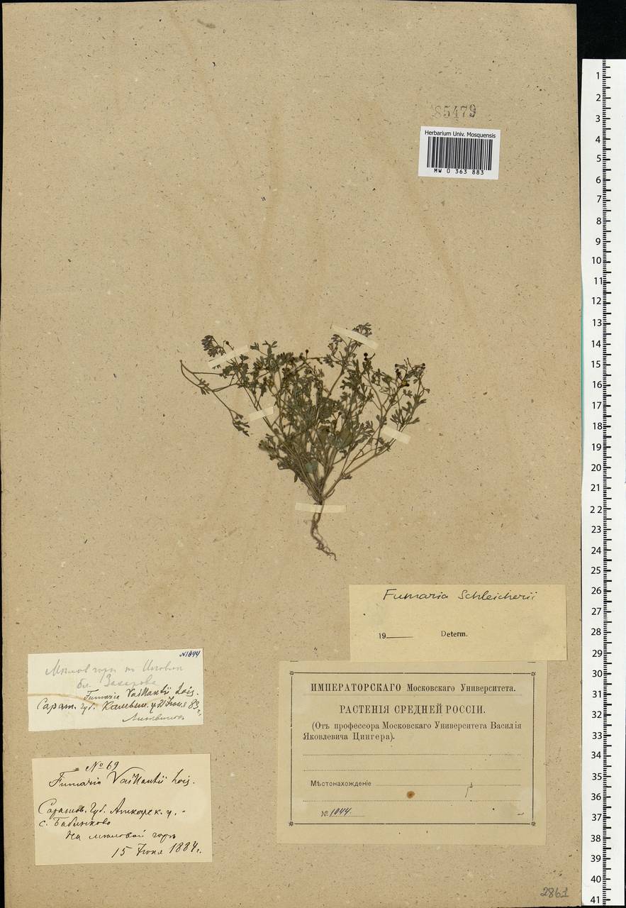 Fumaria schleicheri Soy.-Will., Eastern Europe, Lower Volga region (E9) (Russia)