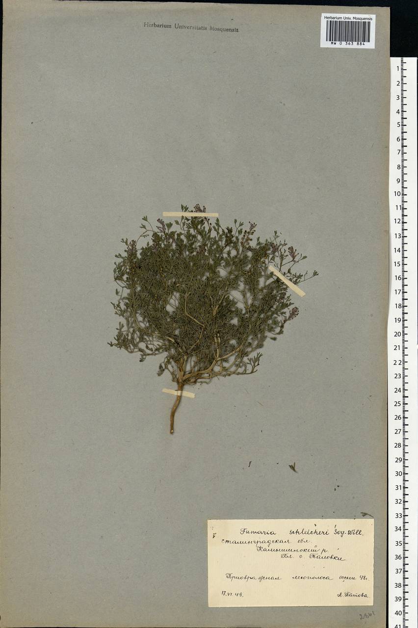 Fumaria schleicheri Soy.-Will., Eastern Europe, Lower Volga region (E9) (Russia)