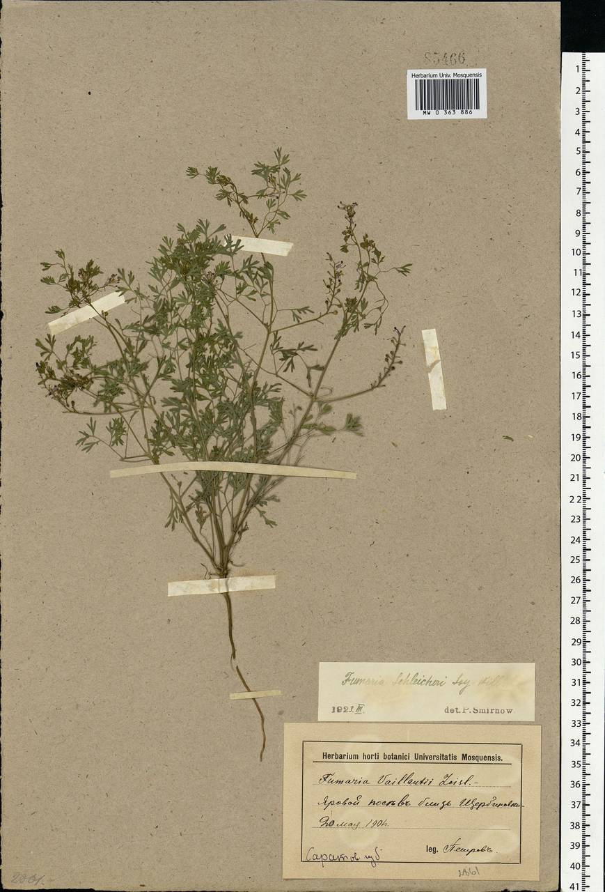 Fumaria schleicheri Soy.-Will., Eastern Europe, Lower Volga region (E9) (Russia)