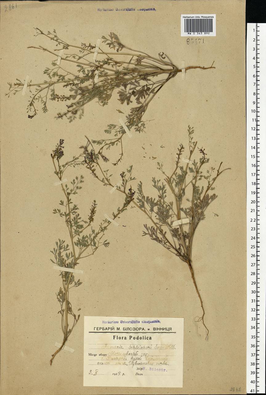 Fumaria schleicheri Soy.-Will., Eastern Europe, South Ukrainian region (E12) (Ukraine)