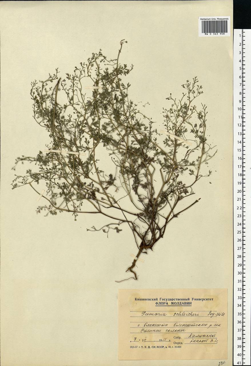 Fumaria schleicheri Soy.-Will., Eastern Europe, Moldova (E13a) (Moldova)