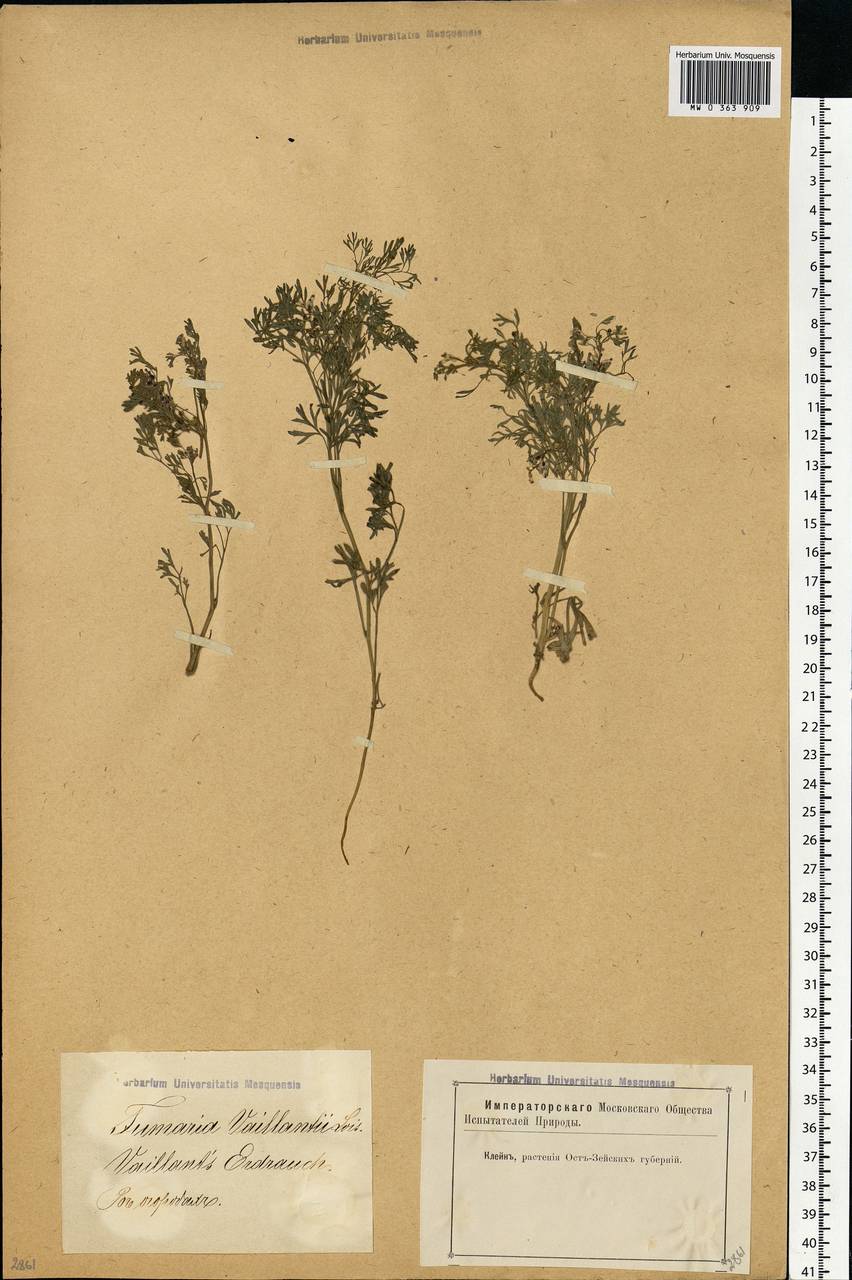Fumaria vaillantii Loisel., Eastern Europe, Latvia (E2b) (Latvia)