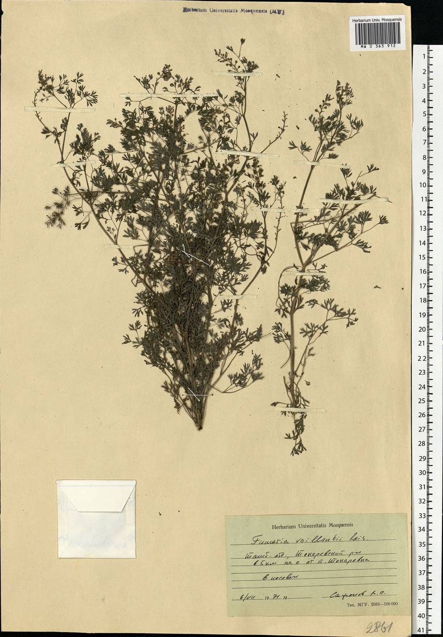 Fumaria vaillantii Loisel., Eastern Europe, Central forest-and-steppe region (E6) (Russia)