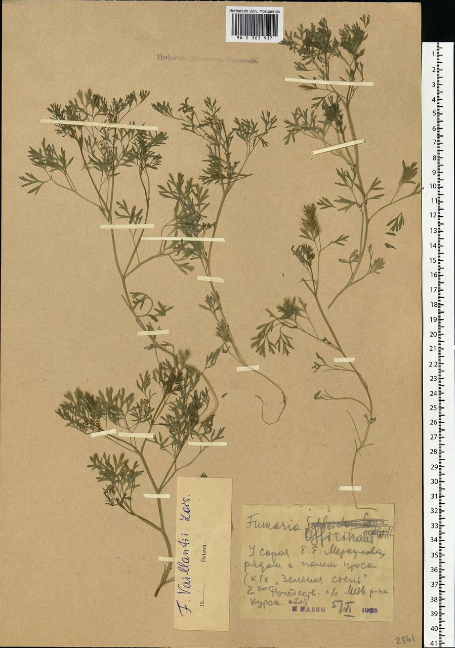 Fumaria vaillantii Loisel., Eastern Europe, Central forest-and-steppe region (E6) (Russia)