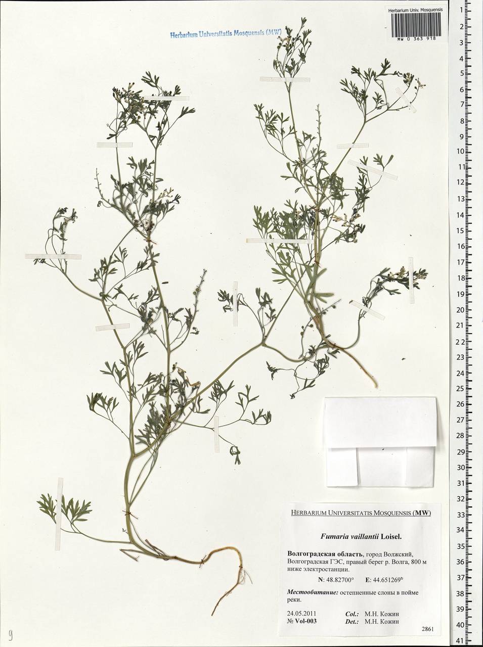 Fumaria vaillantii Loisel., Eastern Europe, Lower Volga region (E9) (Russia)