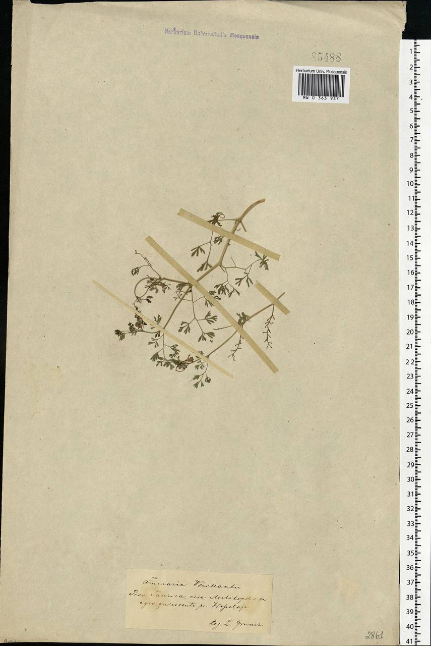 Fumaria vaillantii Loisel., Eastern Europe, South Ukrainian region (E12) (Ukraine)