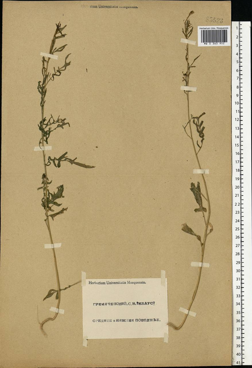 Brassicaceae, Eastern Europe, Lower Volga region (E9) (Russia)