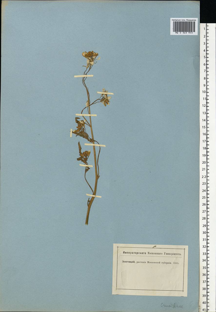 Brassicaceae, Eastern Europe, Moscow region (E4a) (Russia)