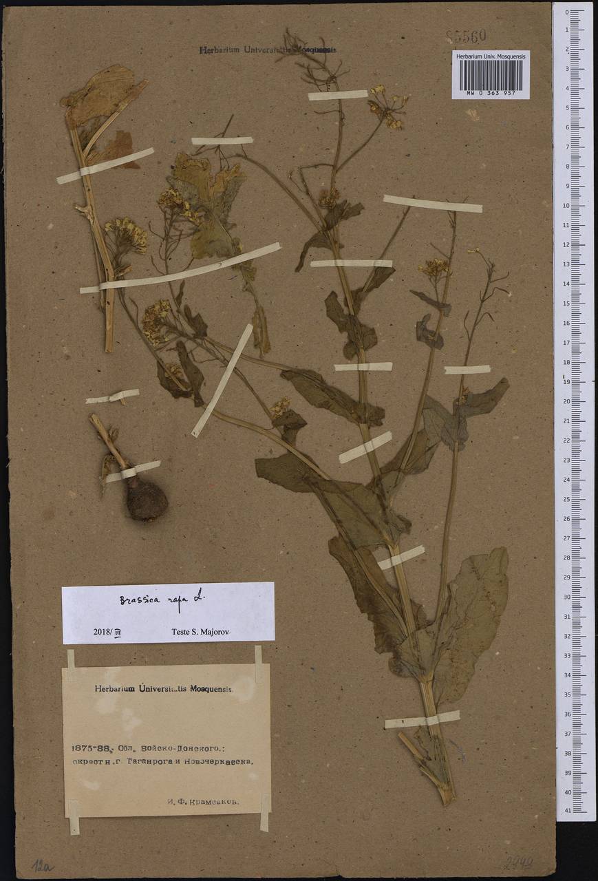Brassica rapa L., Eastern Europe, Rostov Oblast (E12a) (Russia)