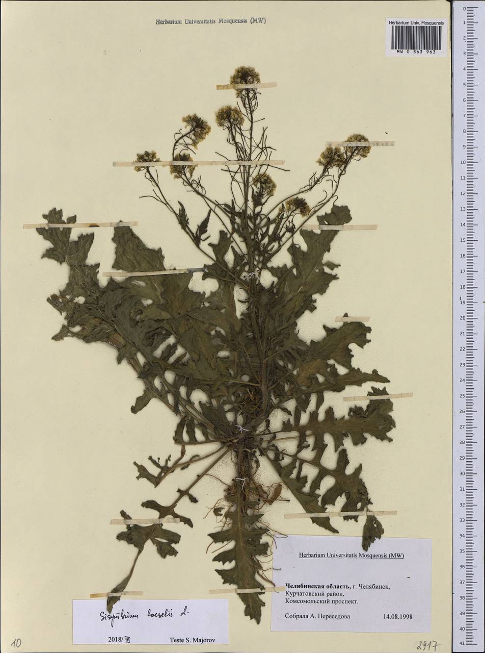 Sisymbrium loeselii L., Eastern Europe, Eastern region (E10) (Russia)