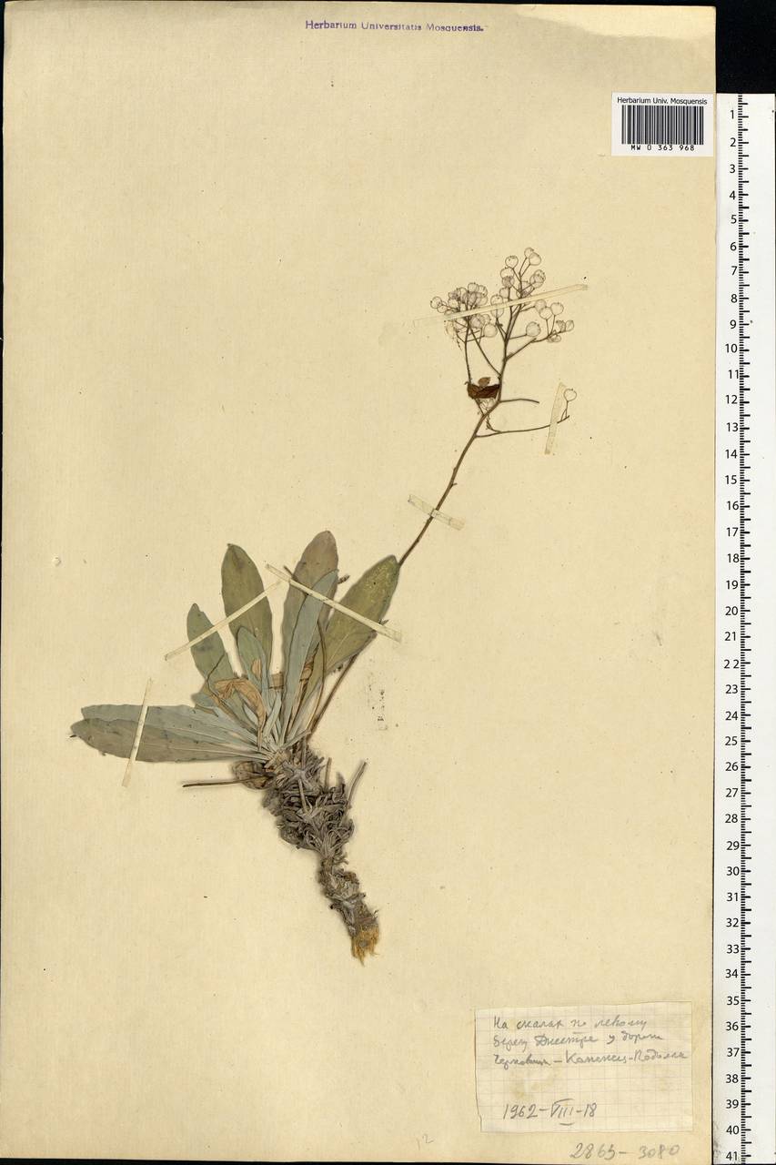 Brassicaceae, Eastern Europe, South Ukrainian region (E12) (Ukraine)