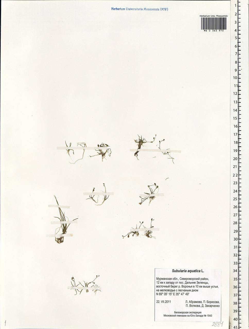 Subularia aquatica L., Eastern Europe, Northern region (E1) (Russia)