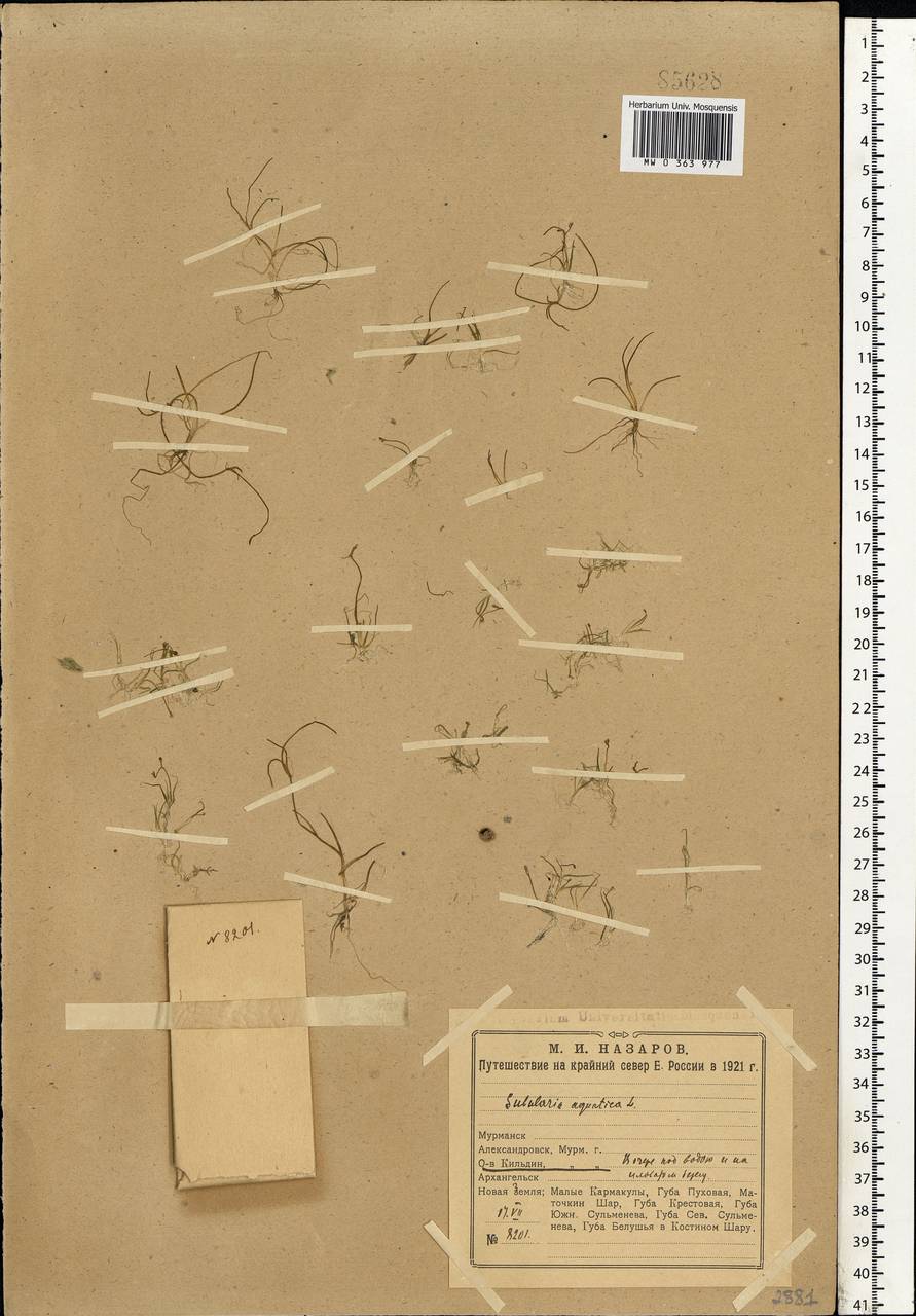 Subularia aquatica L., Eastern Europe, Northern region (E1) (Russia)