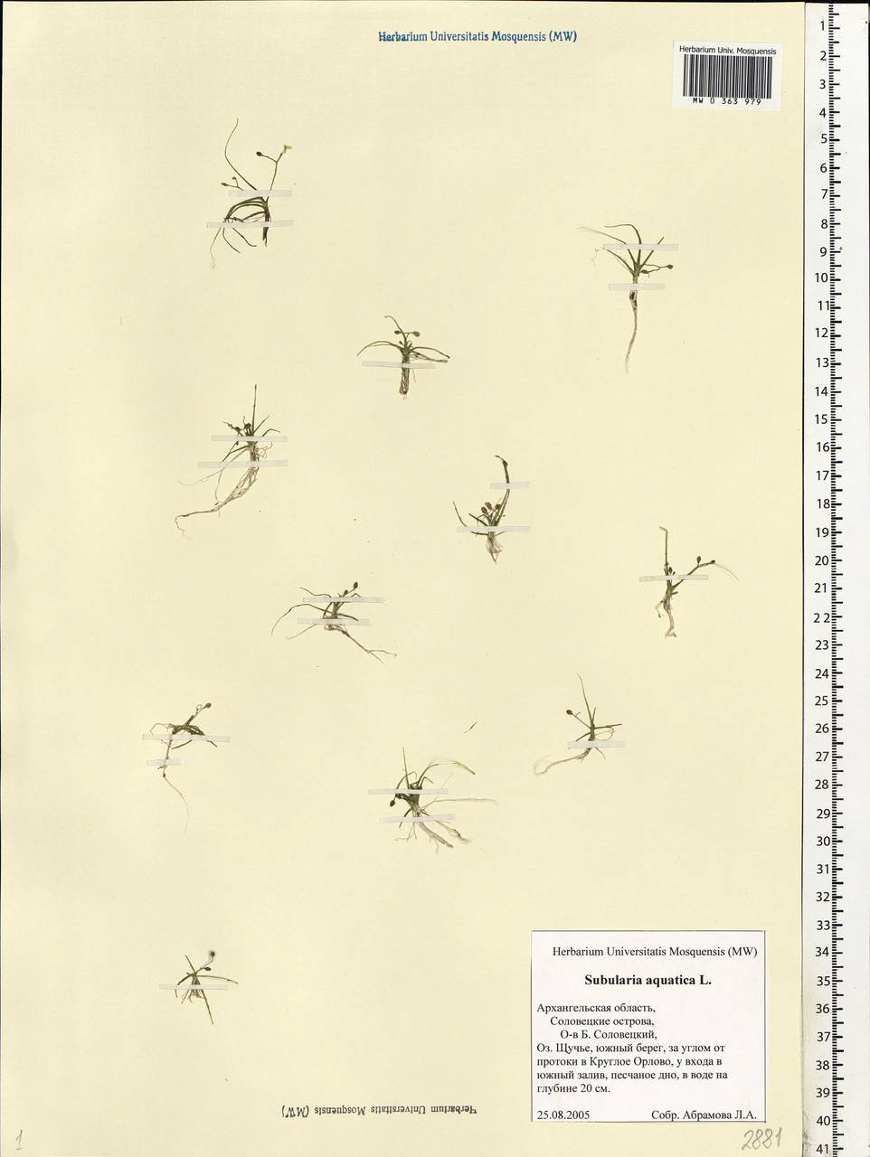 Subularia aquatica L., Eastern Europe, Northern region (E1) (Russia)